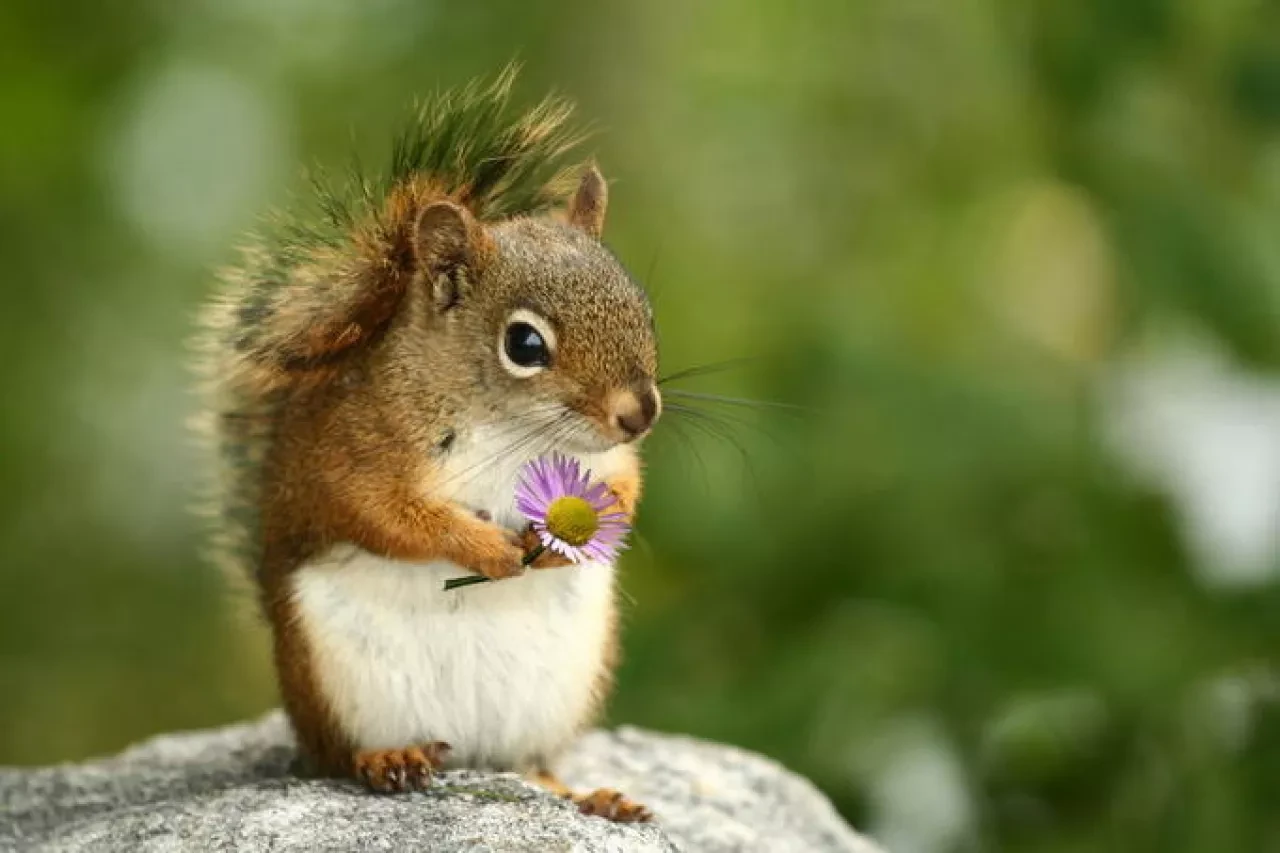 1787825253_squirrel-holding-a-flower-big